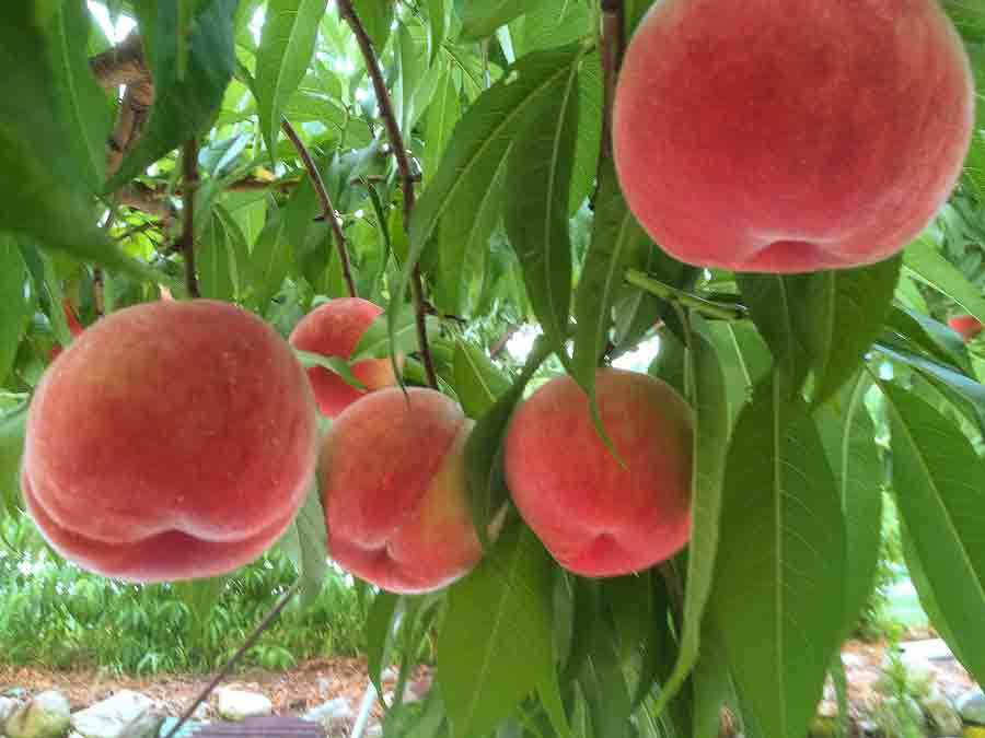 fullsizeoutput_99_20180618102318083.jpg